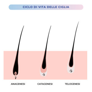 Il ciclo di vita delle ciglia